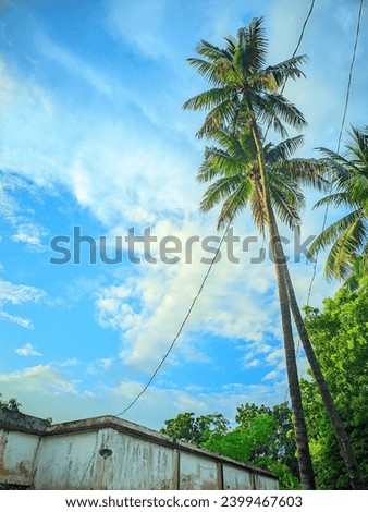 THE BEAUTIFUL  SHINEY SKY AND COCONUT TREE IN NATURE