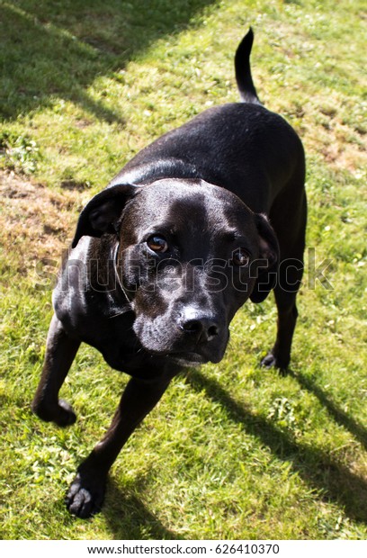staffordshire bull terrier and lab mix