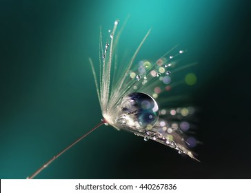rütbe lirik tarzında Düzenlemek için  Beautiful Shiny Dew Drops On Dandelion Stock Photo (Edit Now) 440267836