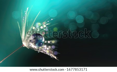 Beautiful shiny dew water drop on dandelion seed in nature macro. Soft selective focus, sparkling bokeh. Dark blue green background.