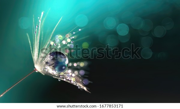 Beautiful shiny dew water drop on dandelion\
seed in nature macro. Soft selective focus, sparkling bokeh. Dark\
blue green\
background.