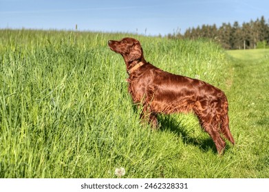 A beautiful, shiny Irish Setter hunting dog stands before a spring meadow and has picked up the scent of game hiding in the tall grass. - Powered by Shutterstock