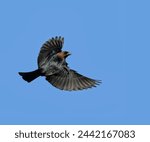 Beautiful, shiny, male Brown-headed Cowbird in flight, against clear blue sky, with copy space