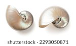 beautiful shiny pearly nautilus shell (nautilus pompilius), isolated seaside design element with mother-of-pearl surface for your ocean, summer or wedding flatlays or layouts