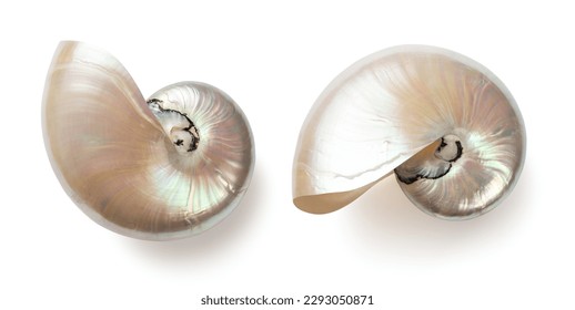beautiful shiny pearly nautilus shell (nautilus pompilius), isolated seaside design element with mother-of-pearl surface for your ocean, summer or wedding flatlays or layouts - Shutterstock ID 2293050871