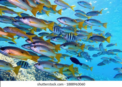 Beautiful Shoal Of Tropical Fish  In Full Diversity