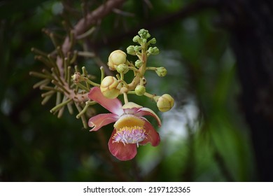 Beautiful Shorea robusta flower also known as, sakhua or shala.Shorea robusta flower. Sala flora or Shorea robusta flower on Cannonball Tree. Beautiful Shorea robusta blooming natural environment.