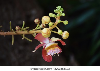 Beautiful Shorea robusta flower also known as, sakhua or shala.Shorea robusta flower. Sala flora or Shorea robusta flower on Cannonball Tree. Beautiful Shorea robusta blooming natural environment.