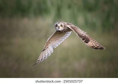 Beautiful Short Eared Owl flying towards the camera. Bright yellow eyes looking straight forward. Muted green plain background with room for text. - Powered by Shutterstock