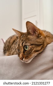 Beautiful Short Hair Cat Lying On The Sofa At Home. Close Up Portrait Of A Cat. Shallow Depth Of Field