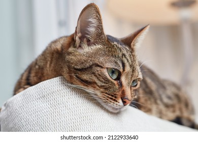 Beautiful Short Hair Cat Lying On The Sofa At Home. Close Up Portrait Of A Cat. Shallow Depth Of Field