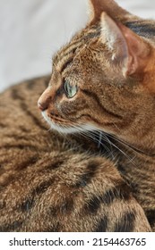 Beautiful Short Hair Cat Lying On The Pillow At Home. Close Up Portrait Of A Cat. The Muzzle Of A Brown Domestic Cat. Shallow Depth Of Field