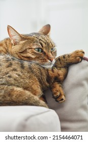 Beautiful Short Hair Cat Lying On The Pillow At Home. Close Up Portrait Of A Cat. The Muzzle Of A Brown Domestic Cat. Shallow Depth Of Field 