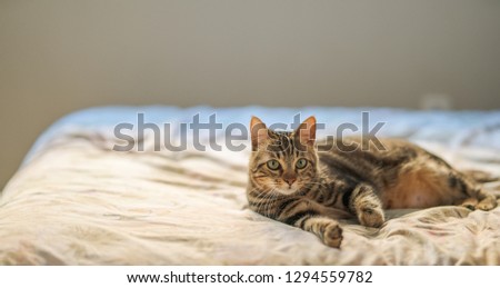 Similar – Image, Stock Photo Siberian Forest Cat Kittens