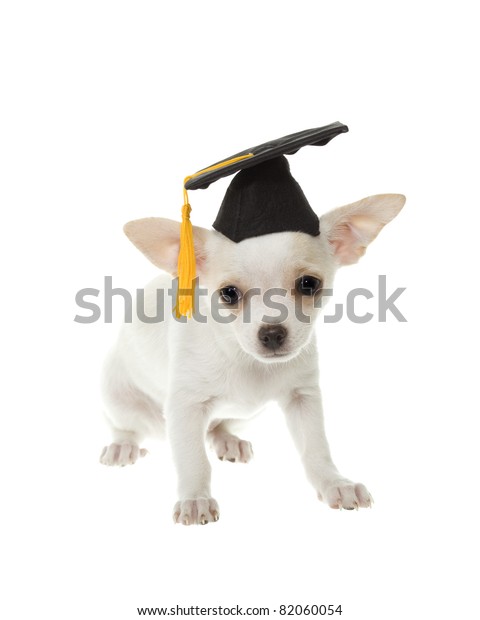 Beautiful Short Hair White Chihuahua Puppy Stock Image Download Now