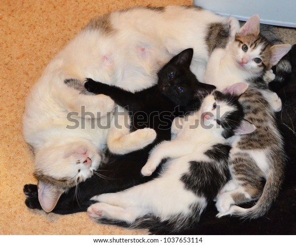 Beautiful Shorthaired White Cat Gray Spots Stock Photo Edit Now