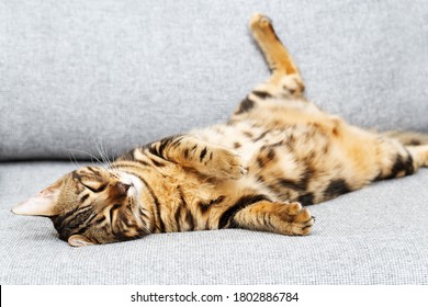 4,110 Kitten belly Images, Stock Photos & Vectors | Shutterstock