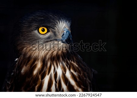 A beautiful short-toed eagle with a spectacular eye    