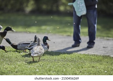 A beautiful shot of an adult man feeding ducks in the park on a beautiful sunny day - Shutterstock ID 2150456269