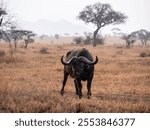 A beautiful shot of an African buffalo in a dry field