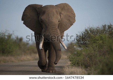 Similar – Image, Stock Photo wildcat elephant;)
