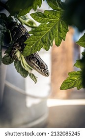 A Beautiful Shot Of A Aligator Lizard In A Tomato Plant