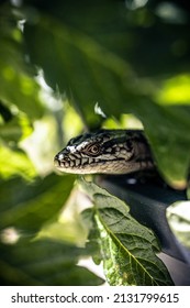 A Beautiful Shot Of A Alligator Lizard In Tomato Plant