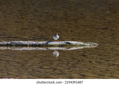 A Beautiful Shot Of An Aquatic Bird Standing Near The Water