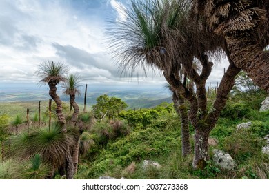 A Beautiful Shot Of Australian Bush Grass Trees In Bunya Mountains National Park, Queensland, Australia