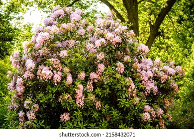 A Beautiful Shot Of An Azalea Shrub On A Sunny Day