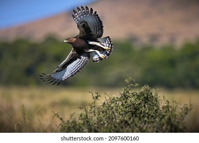A beautiful shot of a bird in motion in Masia Mara National Park in Kenya