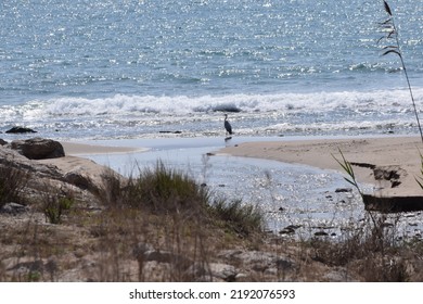 A Beautiful Shot Of A Bird Near A Sea During The Day