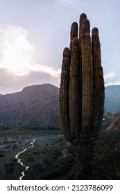 A Beautiful Shot Of A Cactus Oasis During The Day