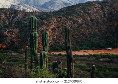 A Beautiful Shot Of A Cactus Oasis During The Day