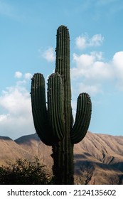 A Beautiful Shot Of A Cactus Oasis During The Day