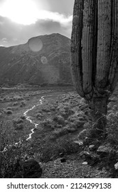 A Beautiful Shot Of A Cactus Oasis During The Day In Grayscale