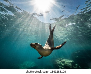 A beautiful shot of a California sea lion seal enjoying the rays of the sun in Baja California - Shutterstock ID 1543285106