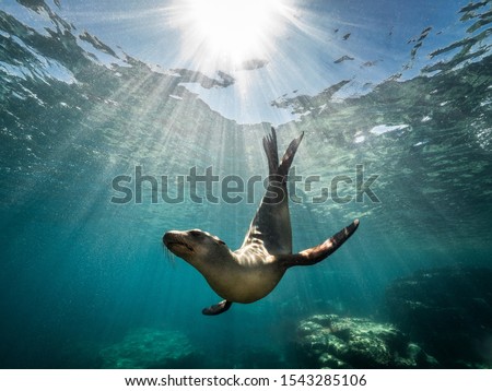 A beautiful shot of a California sea lion seal enjoying the rays of the sun in Baja California