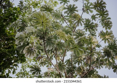 A Beautiful Shot Of Cecropia Peltata