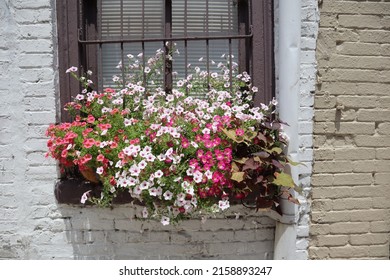 A beautiful shot of colorful flowers in a flowerbox outside a window with sunny stone brick walls
