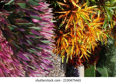 A Beautiful Shot Of A Colorful Oyster Plant