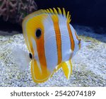 A beautiful shot of a Copperband butterflyfish