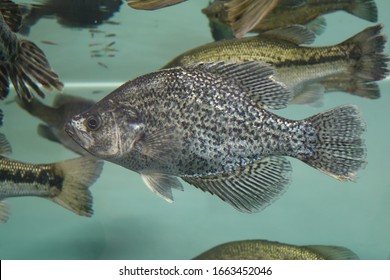 Download Black Crappie High Res Stock Images Shutterstock