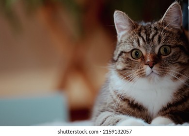 A Beautiful Shot Of A Cute Cat Looking Upfront