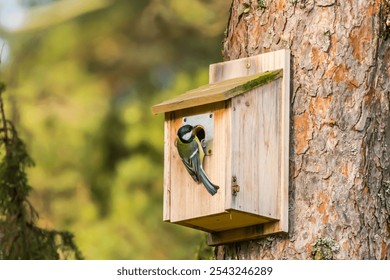 A beautiful shot of a cute Great tit on a wooden birdhouse - Powered by Shutterstock