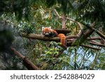 A beautiful shot of a cute red panda lying on a tree branch