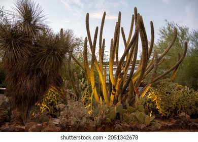 A Beautiful Shot Of Desert Botanical Garden Phoenix USA