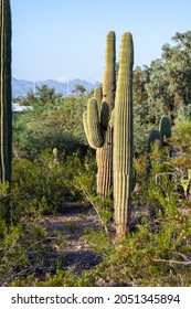 A Beautiful Shot Of Desert Botanical Garden Phoenix USA