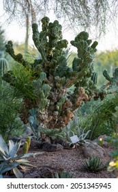 A Beautiful Shot Of Desert Botanical Garden Phoenix USA