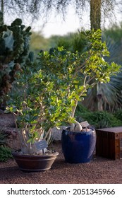 A Beautiful Shot Of Desert Botanical Garden Phoenix USA